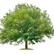 Daunakke