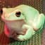 Froggy
