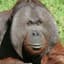 ORANGUTAN