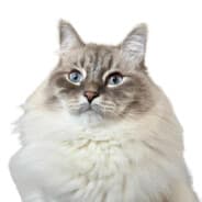 Giggleshit