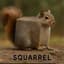 Harmful Squirrel