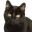 Teddycat822