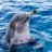 MurryTheDolphin
