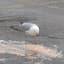 Vomit Seagull