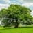 Oak Tree