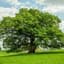 Oak Tree