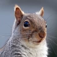 sqrl