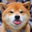 Foxhound