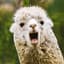 AlpacaFireball