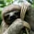 Sloth