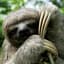 Sloth