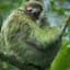 Mossy Sloth