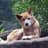 Dingo