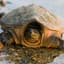 Chill Snapping Turtle