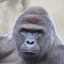 Harambe