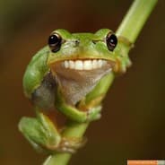gorf