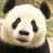 .Just a Panda.