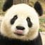 .Just a Panda.