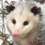 PossumLord