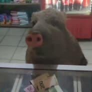 el señor pumba