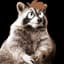 RaccoonDonut022