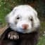 TheChubbyFerret