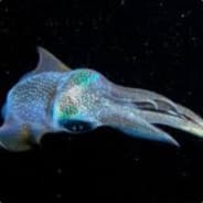 Forensic Squid