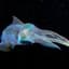 Forensic Squid