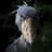 Shoebill