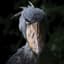 Shoebill