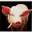 PigSmokingACigarette