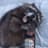 ThreeRaccoons