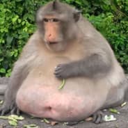 Chunky Monkey