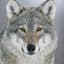 Wolfeee1