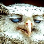 HungryCreep