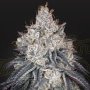 Trichomes