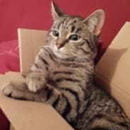 Lord Katze