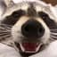 Raccoon