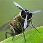 Crazy Bee