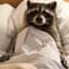 SleepyRaccoon
