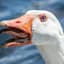 Goose