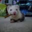 smokedferret