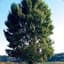bAum