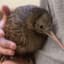 Kiwi Bird