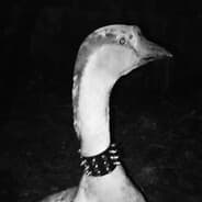 Uncle Goose