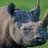 TheWhiteRhino