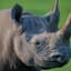 TheWhiteRhino