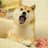 Doge :D
