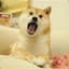 Doge :D
