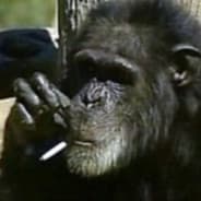 crackdmonkey